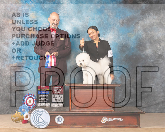 Bichon Frise #6 Sun BOSBOW Judge Kenneth Levinson_MMJ_3805-CCKC2021-HR3