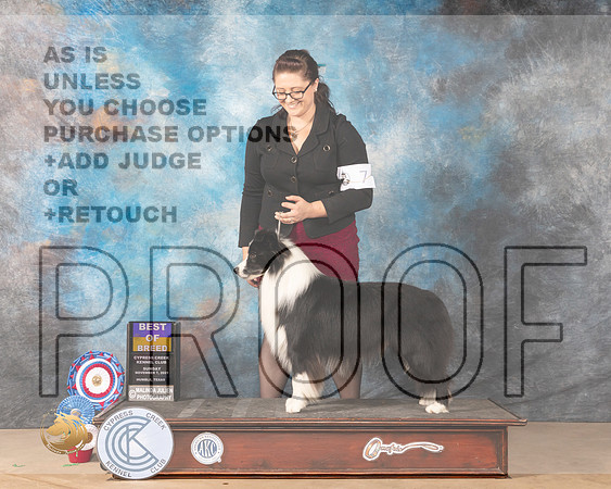 Border Collie #7 Sun BOB Judge Jill Warren_MMJ_3868-CCKC2021-HR3