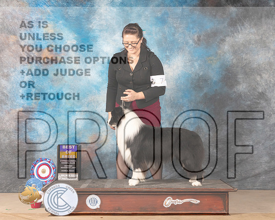 Border Collie #7 Sun BOB Judge Jill Warren_MMJ_3869-CCKC2021-HR3