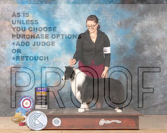 Border Collie #7 Sun BOB Judge Jill Warren_MMJ_3871-CCKC2021-HR3