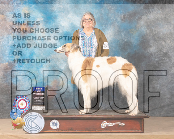 Borzoi #20 Sun BOW Judge Karen Hynek_MMJ_3866-CCKC2021-HR3