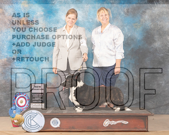 Cardigan Welsh Corgi #5 New Champion_MMJ_3893-CCKC2021-HR3