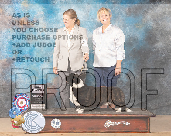 Cardigan Welsh Corgi #5 New Champion_MMJ_3895-CCKC2021-HR3