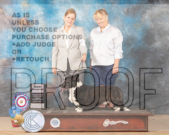 Cardigan Welsh Corgi #5 New Champion_MMJ_3898-CCKC2021-HR3