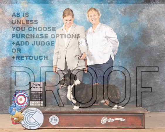 Cardigan Welsh Corgi #5 New Champion_MMJ_3900-CCKC2021-HR3