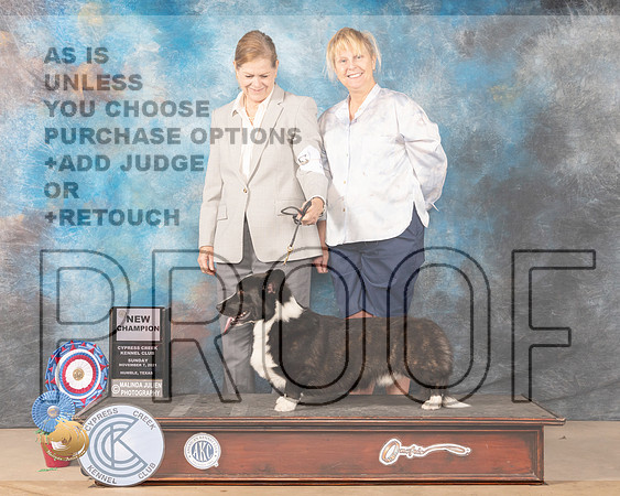 Cardigan Welsh Corgi #5 New Champion_MMJ_3901-CCKC2021-HR3