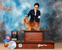 Cavalier King Charles Spaniel #14 Sun BOSWB Judge Diane Landstrom