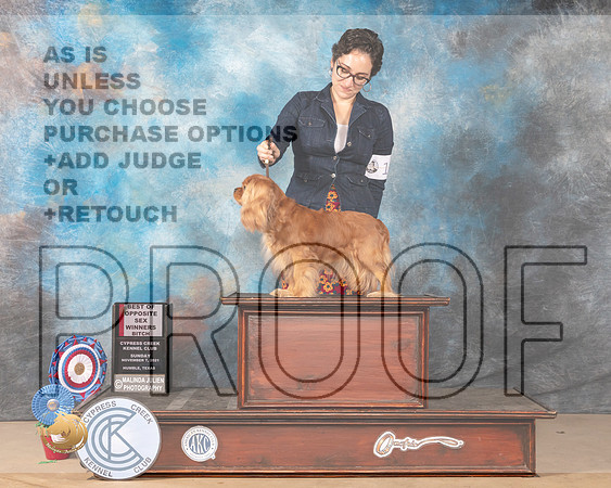 Cavalier King Charles Spaniel #14 Sun BOSWB Judge Diane Landstrom_MMJ_3935-CCKC2021-HR3