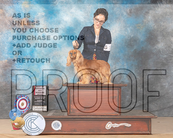 Cavalier King Charles Spaniel #14 Sun BOSWB Judge Diane Landstrom_MMJ_3939-CCKC2021-HR3