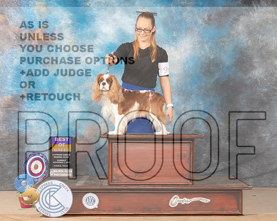 Cavalier King Charles Spaniel #9 Sat Judge DEIRDRE PETRIE _MMJ_3914-CCKC2021-HR3