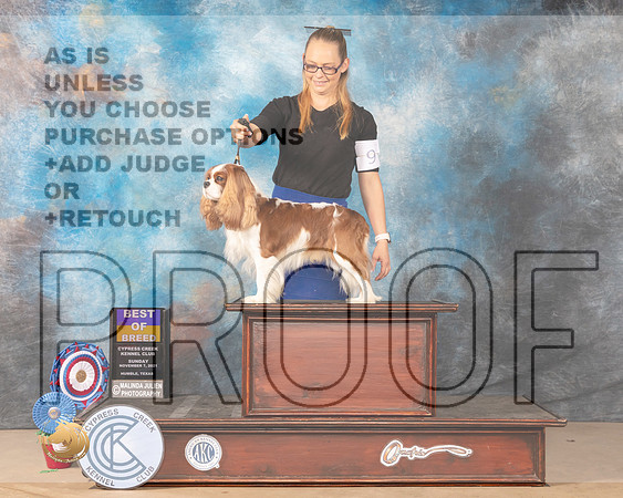 Cavalier King Charles Spaniel #9 Sat Judge DEIRDRE PETRIE _MMJ_3919-CCKC2021-HR3