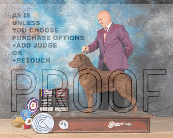Chesapeake Bay Retriever #5 Sun BOBOHBOB Judge Jill Warren_MMJ_3838-CCKC2021-HR3
