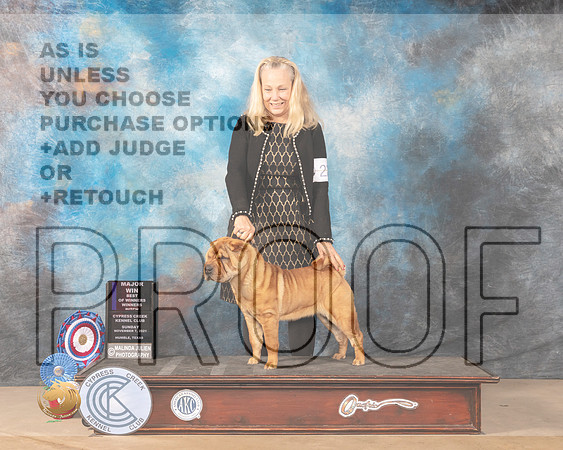 Chinese Shar Pei #22 Sun Judge Diane Landstrom_MMJ_4048-CCKC2021-HR3