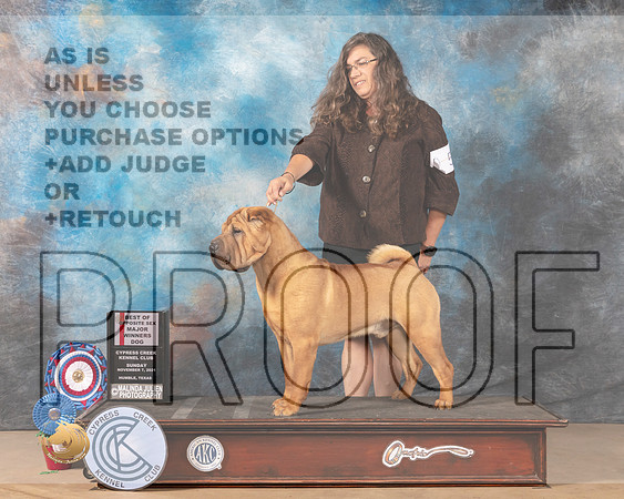 Chinese Shar Pei #5 Sun BOSWD Judge Diana Landstrom_MMJ_3802-CCKC2021-HR3
