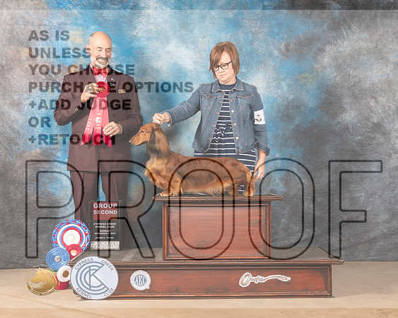 Dachshund Longhaired #12 Sun G2 Judge KENNETH H LEVISON_MMJ_4100-CCKC2021-HR3