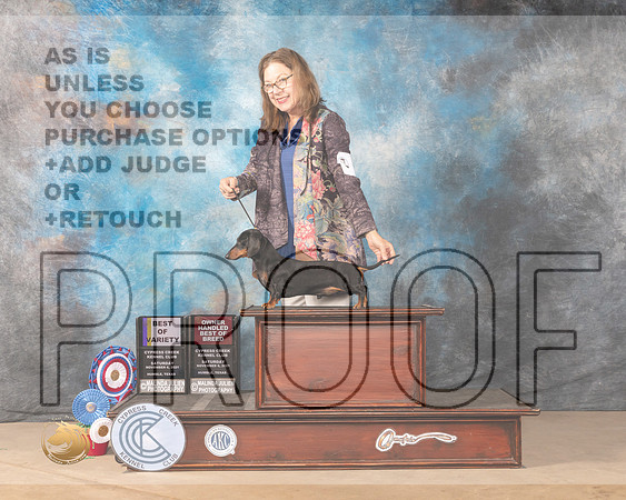 Dachshund Smooth #9 Sat BOVOHBOB Judge DEIRDRE PETRIE r_MMJ_4119-CCKC2021-HR3