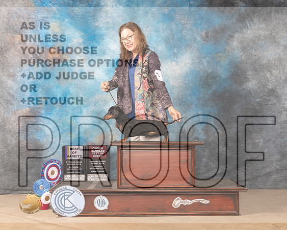 Dachshund Smooth #9 Sat BOVOHBOB Judge DEIRDRE PETRIE r_MMJ_4121-CCKC2021-HR3