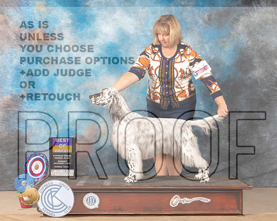 English Setter #10 Sun BOB Judge Vicki Sandage_MMJ_3813-CCKC2021-HR3