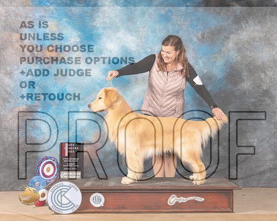 Golden Retriever #11 Sun BOSWD Judge Vicki Sandage_MMJ_3909-CCKC2021-HR3