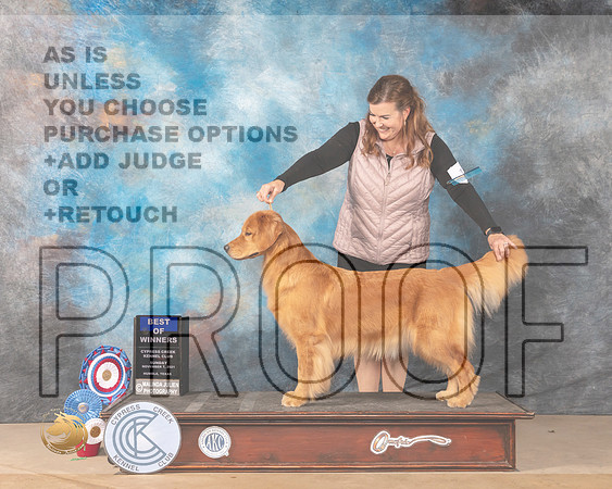 Golden Retriever #18 Sun BOW Judge Vicki Sandage_MMJ_3904-CCKC2021-HR3