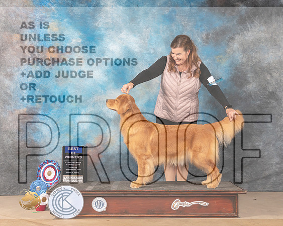 Golden Retriever #18 Sun BOW Judge Vicki Sandage_MMJ_3906-CCKC2021-HR3