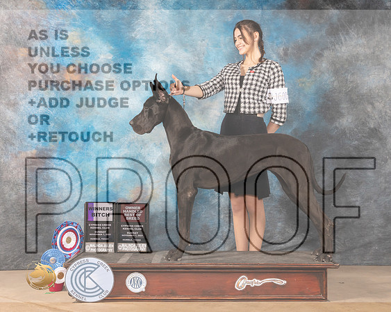 Great Dane #8 Sun WB Judge Shalisa Neely_MMJ_4040-CCKC2021-HR3