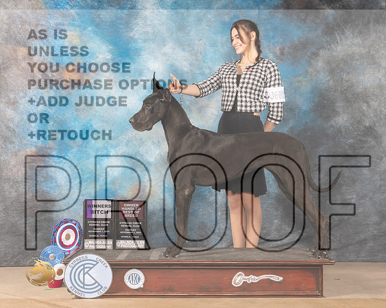 Great Dane #8 Sun WB Judge Shalisa Neely_MMJ_4041-CCKC2021-HR3
