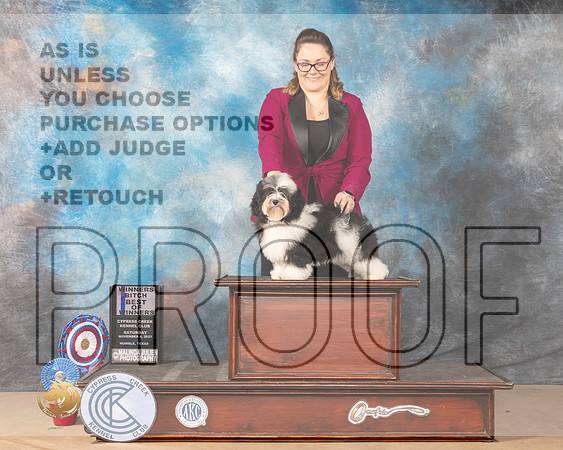 Havanese #10 Sat BOW Judge DEIRDRE PETRIE_MMJ_4060-CCKC2021-HR3