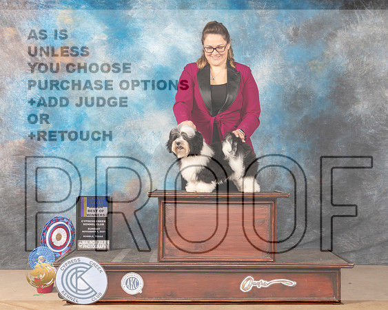 Havanese #10 Sun BOBBOW Judge MARY JANE CARBERRY_MMJ_4065-CCKC2021-HR3