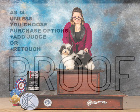 Havanese #11 Sun BOSWD Judge MARY JANE CARBERRY_MMJ_4069-CCKC2021-HR3