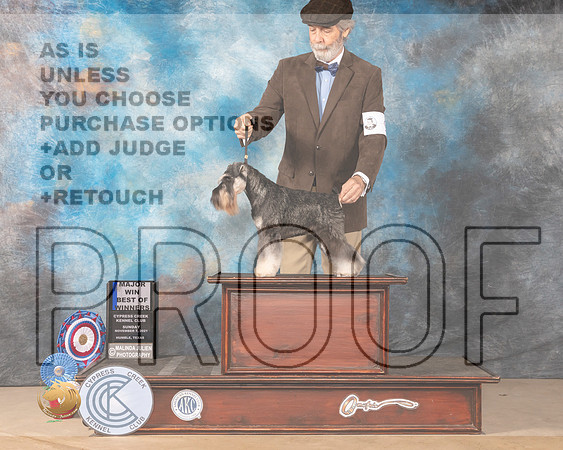 Miniature Schnauzer #9 Sun BOW Judge MARY JANE CARBERRY _MMJ_4017-CCKC2021-HR3