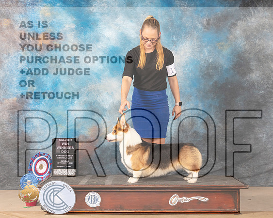 Pembroke Welsh Corgi #15 Fri WD Judge Maria (Lily) Russell_MMJ_4057-CCKC2021-HR3