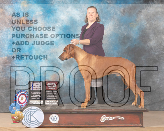 Rhodesian Ridgeback #11 Sat OHBOBBOW Judge DEIRDRE PETRIE _MMJ_3822-CCKC2021-HR3