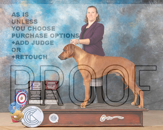 Rhodesian Ridgeback #11 Sat OHBOBBOW Judge DEIRDRE PETRIE _MMJ_3823-CCKC2021-HR3