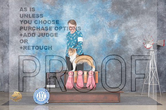 Shetland Sheepdog #11 Sat PG1__JP_5677_Amarillo_2024_HR3