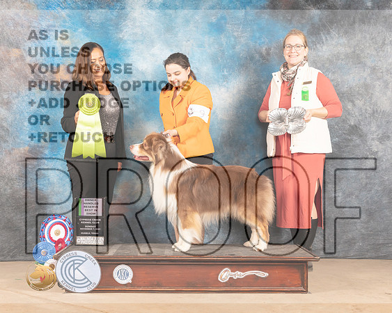 Australian Shepherd #9 Sun OHRBIS Judge Shalisa Neely_MMJ_4369-CCKC2021-HR3