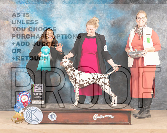 Dalmatian #8 Sun OHBIS Judge Shalisa Neely_MMJ_4356-CCKC2021-HR3