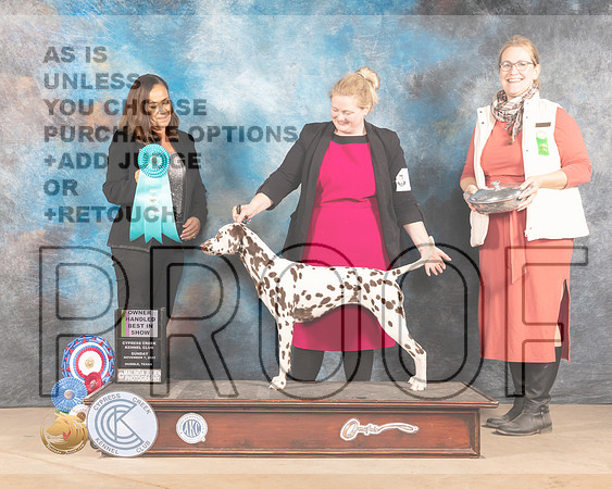 Dalmatian #8 Sun OHBIS Judge Shalisa Neely_MMJ_4361-CCKC2021-HR3