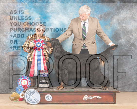 Gordon Setter #5 Sun BIS Judge Barbara Burns_MMJ_4326-CCKC2021-HR3
