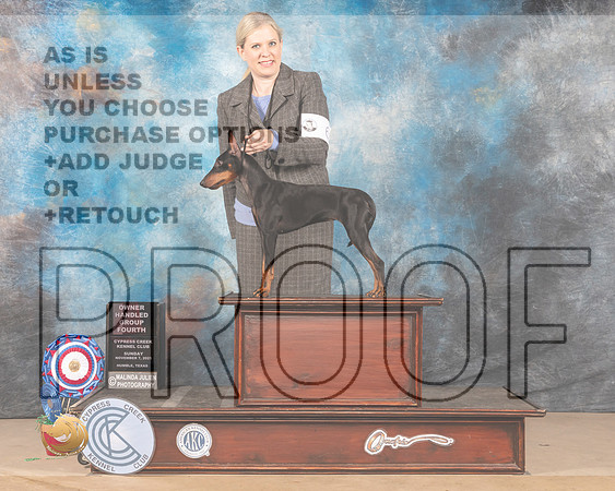 Manchester Terrier Std #6 Sun OHG4 Judge SHEREE SANCHEZ _MMJ_4297-CCKC2021-HR3