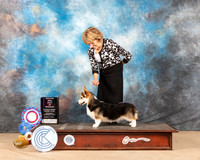 Pembroke Welsh Corgi #20 Sat BOW Judge JAMES S ALBRECHT