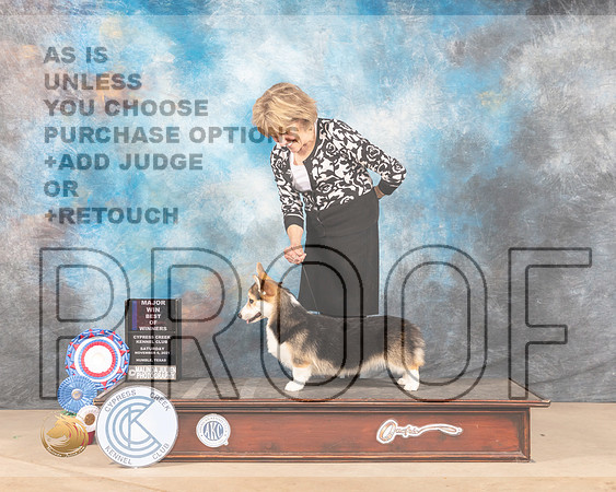 Pembroke Welsh Corgi #20 Sat BOW Judge JAMES S ALBRECHT _MMJ_4217-CCKC2021-HR3