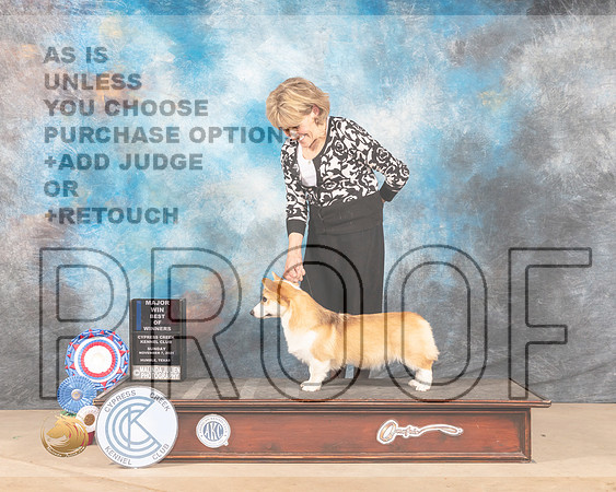 Pembroke Welsh Corgi #29 Sun BOW Judge Sherrie Sanchez_MMJ_4222-CCKC2021-HR3