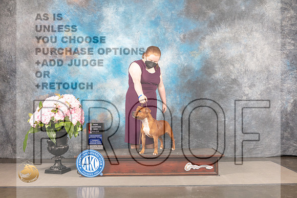 Staffordshire Bull Terrier #16 SUN BOP WB NCH Major Judge Steven Keating *R*_MJ_7916_Houston_2022_HR3