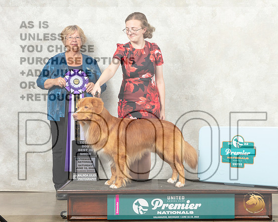Nova Scotia Duck Tolling Retriever #175 Sat TDBIS Judge Mary Ellen Meyer__MJ_8817_Premier_2022_HR3