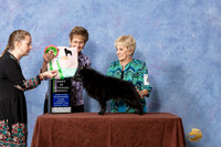 #41 Best Vet in Sweeps Judge Marcia Galliga