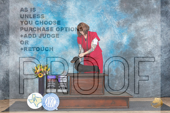 Dachshund Smooth Coat #12 Sat BOBOHBOBWB  Judge Donald Gill__JP_9721_Abilene_2024_HR3