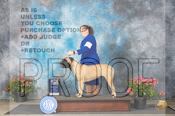 Bullmastiff #12 Fri BOWM Judge Wendy G Willhauck__JP_3990_San Antonio_2024_HR3