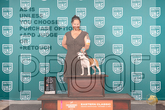 Staffordshire Bull Terrier #402 Sat PBIS Judge William Chrazanowski__JP_2105_UKCEastern_2024_HR3