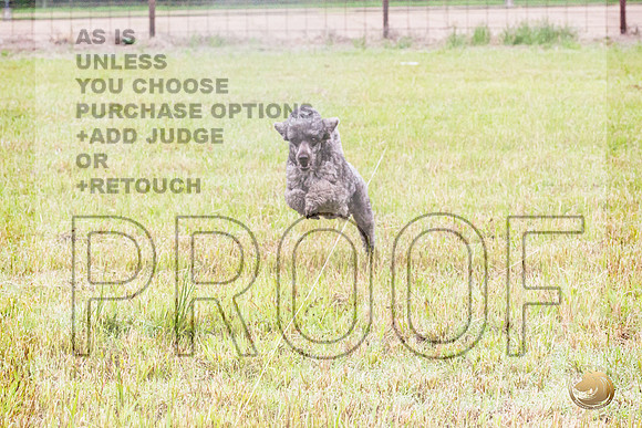 Poodle Std Misty Sat 2_JJL_1039_BatesvilleMS_2024_HR3